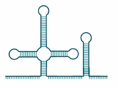 <ul><li><p>combines with proteins to make the functional portions of spliceosomes</p></li></ul><p></p>