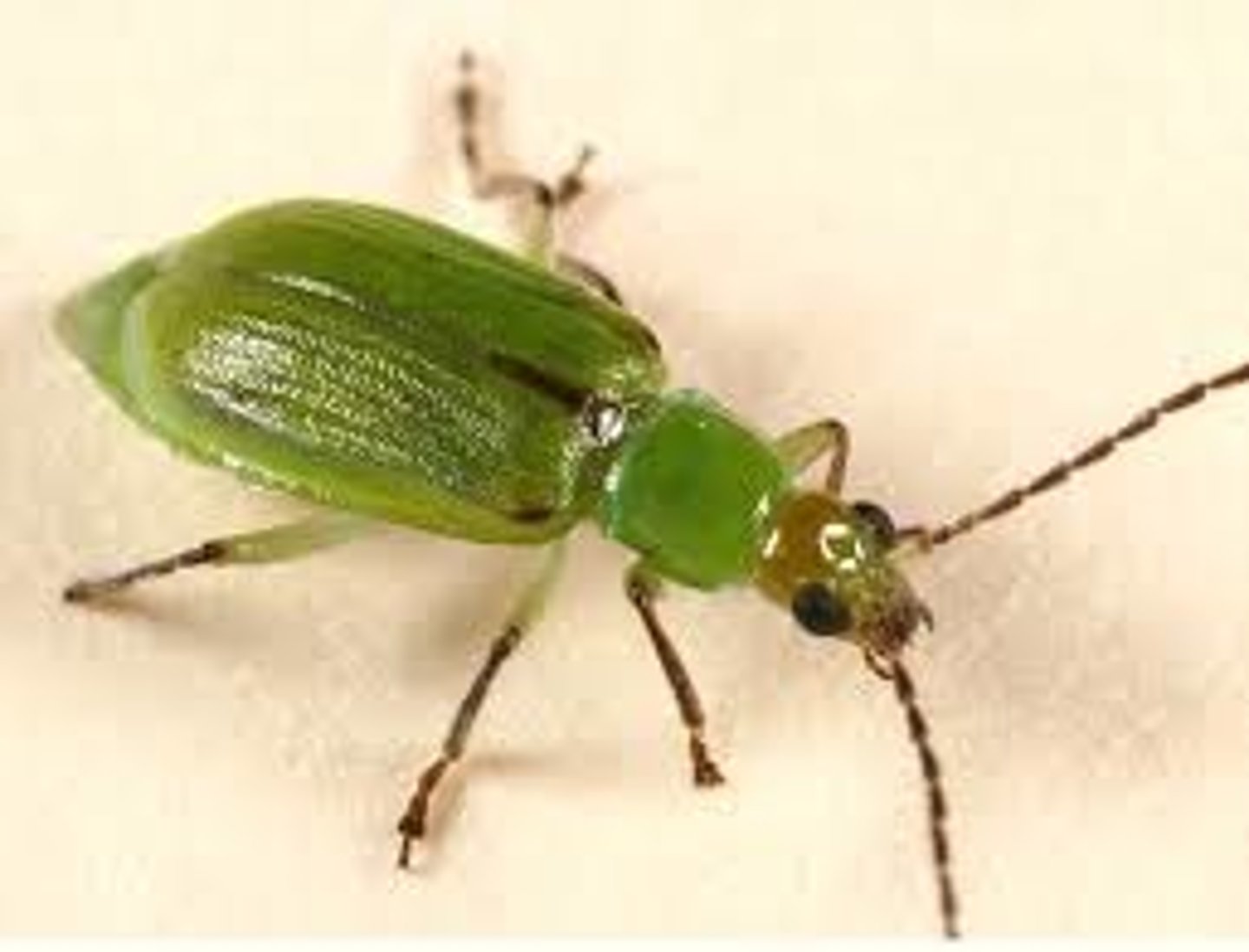<p>Type of beetle.</p>