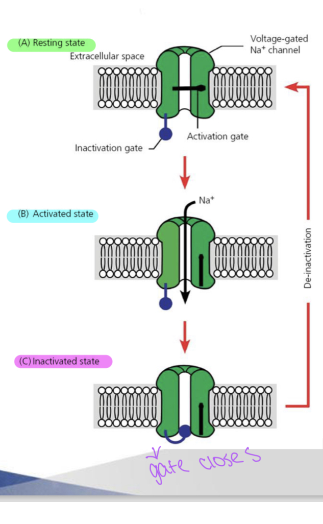 A – at RMP 

B – activated by signal • Voltage gated • Ligand gated 

C – inactivated state • Time and return to RMP required to reset • Refractory to subsequent stimulus