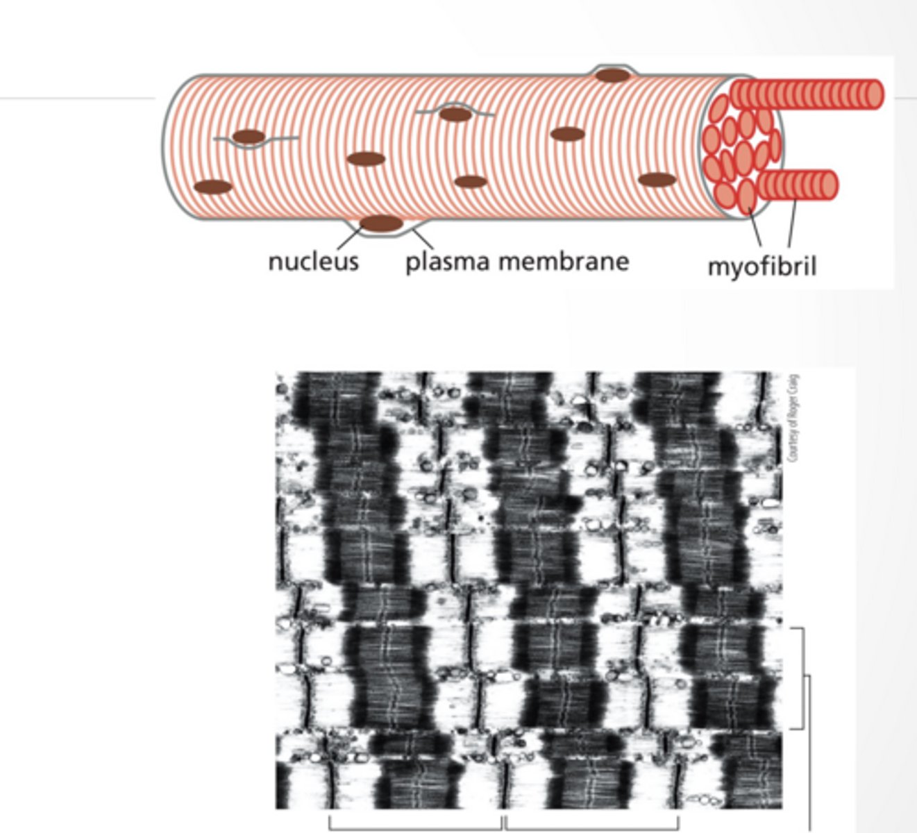 <p>MUSCLE CELLS CONTAIN MANY MYOFIBERS</p><p>Skeletal muscle cells are large multinucleate cells</p><p>Form by fusion of smaller cells</p><p>Myofibers are many sarcomeres laid end to end</p><p>Connection occurs at the Z-disc</p>