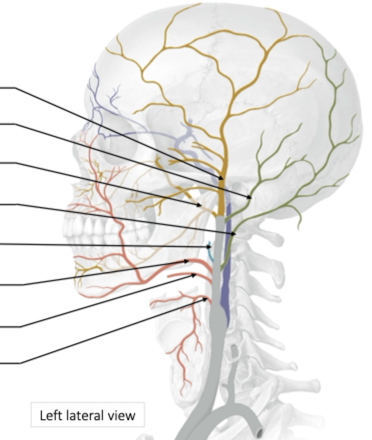 <p>External Carotid Artery Branches</p>