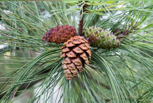 <p>Order:</p><p>Family:</p><p>Genus:</p><p>Species:</p>