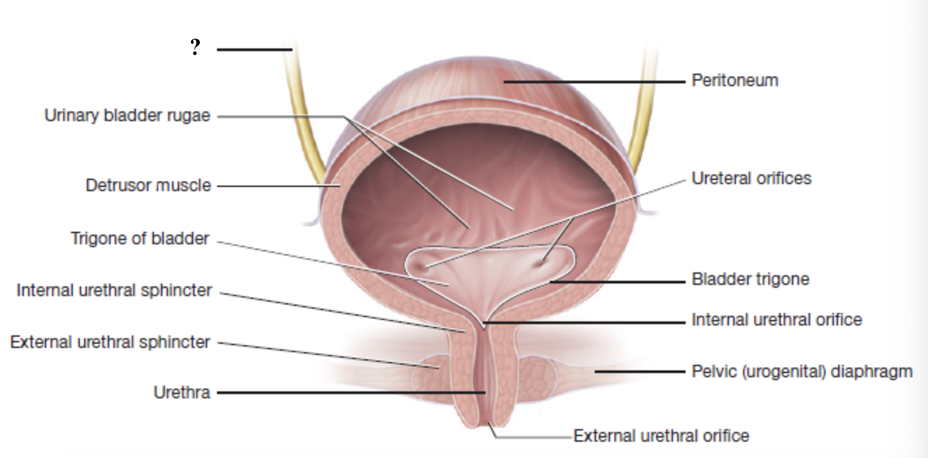 <p>tubes that carry urine from the kidneys to the urinary bladder </p><ul><li><p>lined with transitional epithelium </p></li><li><p>walls contain smooth muscle that moves urine down through peristalsis </p></li></ul><p></p>