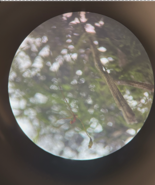 <p>sporophyte </p>