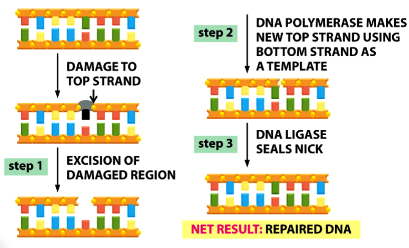 <p>a general mechanism for repairing nucleotide mismatches caused by spontaneous mutations</p><p>damaged base(s) are replaced</p><p>unpaired base is recognized and replaced before DNA replication occurs</p><p>chemical transformation is NOT reversed</p><p>has 3 steps</p><p>involves 5 enzymes</p>