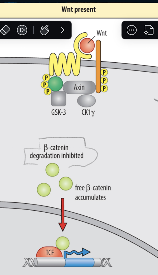 <p>wnt pathway</p>