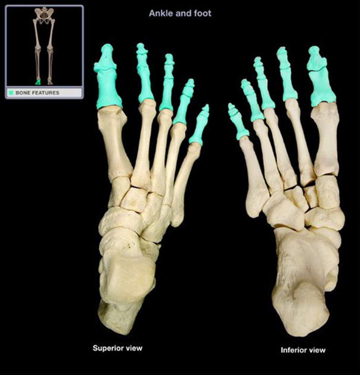 <p>14 bones of the toes</p>