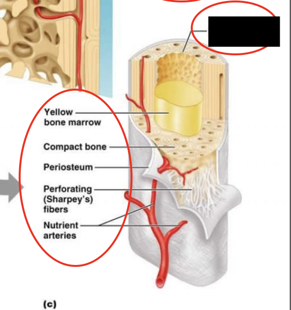 <p>this is a structure of a long bone (humerus), what is this part called?</p>