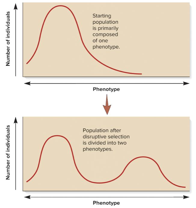 favors the survival of two or more different phenotypes