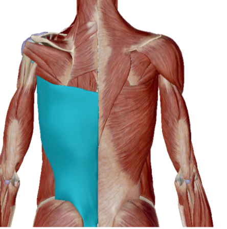 <p>Musculus Latissimus Dorsi</p>