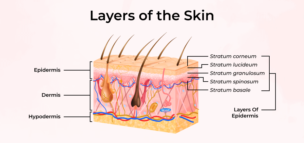 <p>skin, derivatives(skin, hair, nails), integument, 45, off, 4,5 ,9, 11, callus, epidermis, dermis, hypodermis</p>