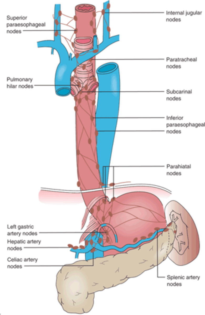 <p>Internal jugular, cervical, paraesophageal, supraclavicular nodes</p>