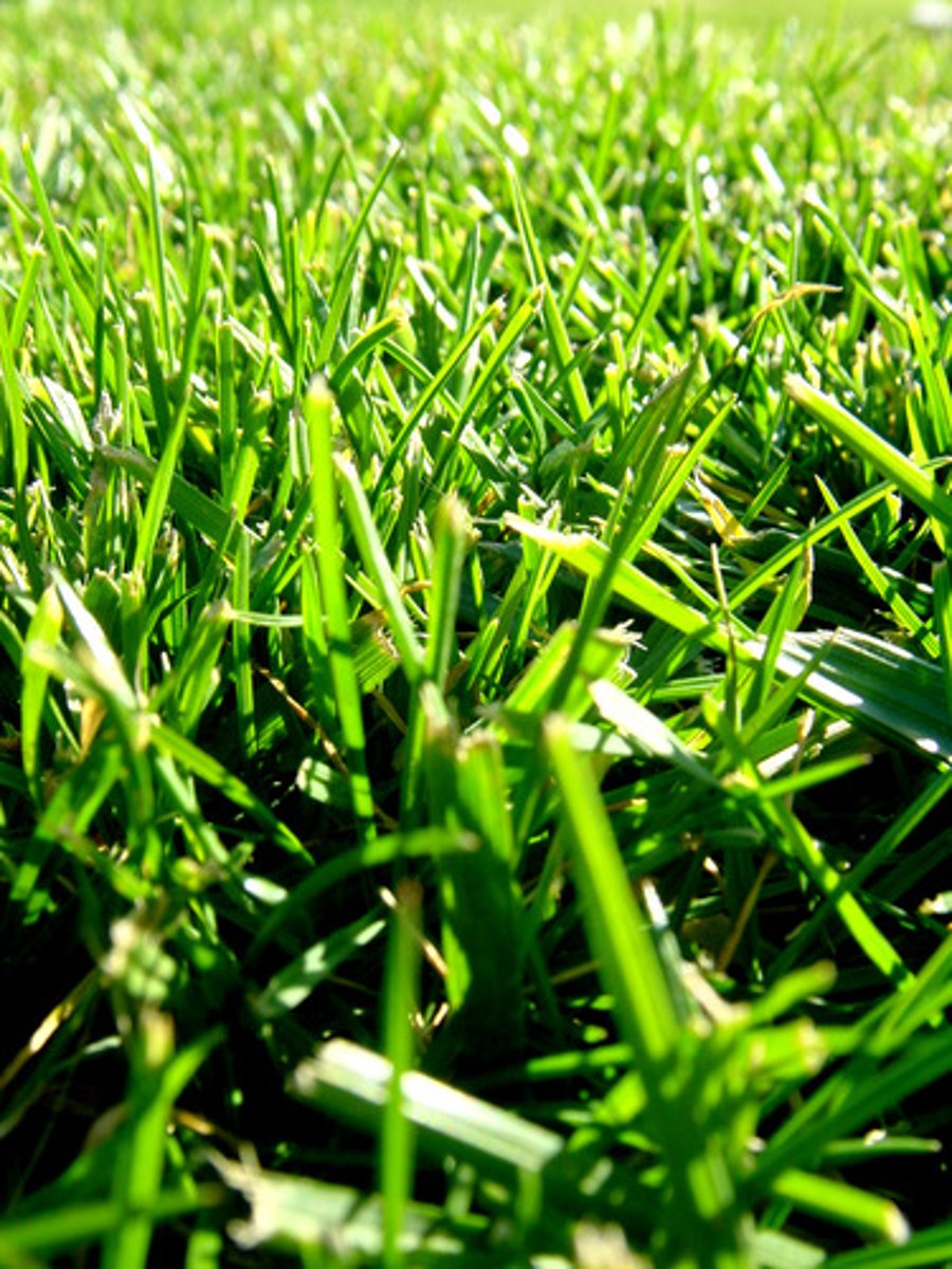 <p>grass</p>