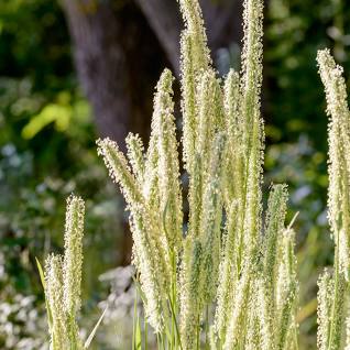 What is this species 