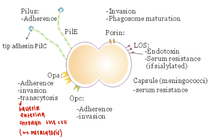 <ul><li><p>Capsule</p></li><li><p>Pili</p></li><li><p>Lipooligosaccharide</p></li><li><p>Outer membran proteins</p></li></ul><p></p>