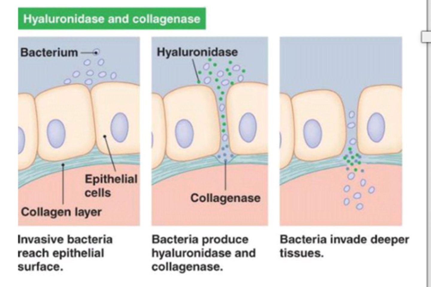 <p>digests polysaccharides (ex: hyaluronic acids) that hold cells together; promote tissue penetration</p>
