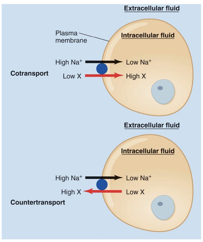 <p><strong>-Secondary active transport:</strong> uses the energy of an existing gradient</p><p>*no direct use of ATP, but still use energy</p><ul><li><p><strong>Cotransport:</strong> the ion and the second solute cross the membrane in the same direction</p><ul><li><p><mark data-color="purple" style="background-color: purple; color: inherit;">ex: BG</mark></p></li></ul></li><li><p><strong>Countertransport: </strong>the ion and the second solute move in opposite directions.</p></li></ul><p><u>Why Secondary?</u></p><p>-Energy of Na+ gradient is used; This gradient was originally established by primary active transport/ Na+k+ pump</p><p>*both can capture energy from downhill energy of Na+</p>