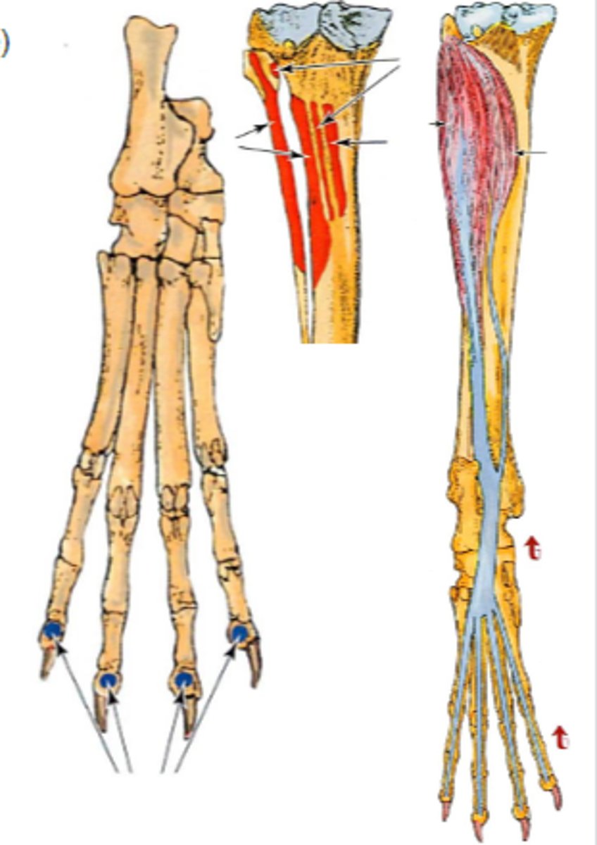 <p>Action of deep digital flexor</p>