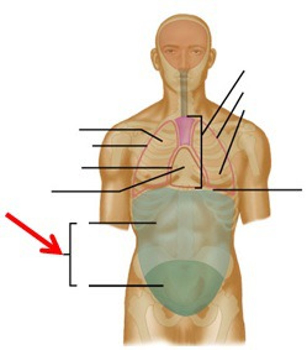 <p>the abdominal and pelvic cavities together</p>