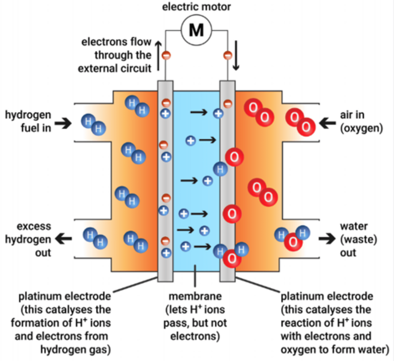 <p>1. Hydrogen gas (H₂) goes into the anode. It is split into H⁺ ions and electrons</p><p>2. The electrons cannot pass through the electrolyte, so they travel through an external wire. This flow of electrons creates an electric current</p><p>3. The H⁺ ions pass through the electrolyte to the other side</p><p>4. Oxygen enters the cathode. It reacts with the H⁺ ions and returning electrons to form water</p>