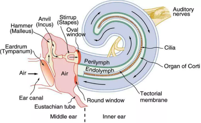 <ul><li><p>Inner ear: extends from oval window to include vestibulocochlear apparatus</p><ul><li><p>Cochlea: snail-shell shaped spiral cavity in temporal bone</p></li></ul></li><li><p>Organ of Corti (organ of hearing) in cochlear duct<strong> </strong>filled with endolymph<u> </u>(fluid)</p><ul><li><p>Hair cells (receptor cells of hearing) rub together to generate nerve impulses -&gt; travel to brain = sound interpretation</p></li><li><p>Supporting cells</p></li><li><p>Tectorial membrane</p><ul><li><p>lies on top of hair (modified dendrites) of hair cells</p></li></ul></li></ul></li><li><p>U-shaped tube filled with perilymph (fluid)</p><ul><li><p>Ascending – vestibular canal</p></li><li><p>Descending – tympanic canal</p></li><li><p>Ends: oval window and round window</p></li></ul></li></ul>
