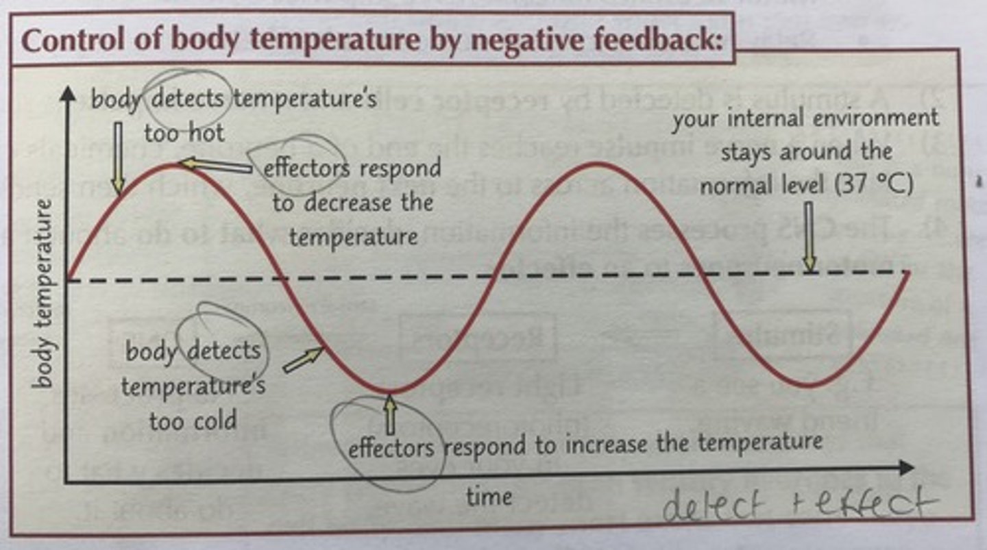 <p>A response to a change in the body that counteracts or opposes the initial change.</p>