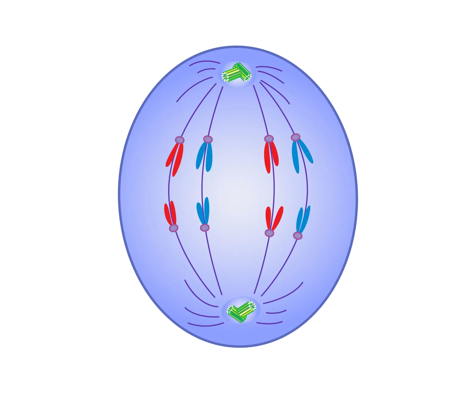<p>“Apart”. The third phase of mitosis. During this phase, the centromeres split and sister chromatids separate from one another; moving to opposite poles of cell. The spindle fibres that link the centromeres to the poles of the cell shorten. As these fibres shorten, sister chromatids are pulled to opposite poles. At the same time, other microtubules in the spindle apparatus lengthen and force the poles of the cell away from one another. At the end of this phase, one complete diploid set of chromosomes has been gathered at each pole of the elongated cell.</p>