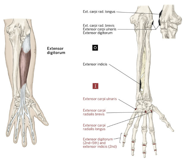 <p>Origin of the Extensor Digitorum</p>