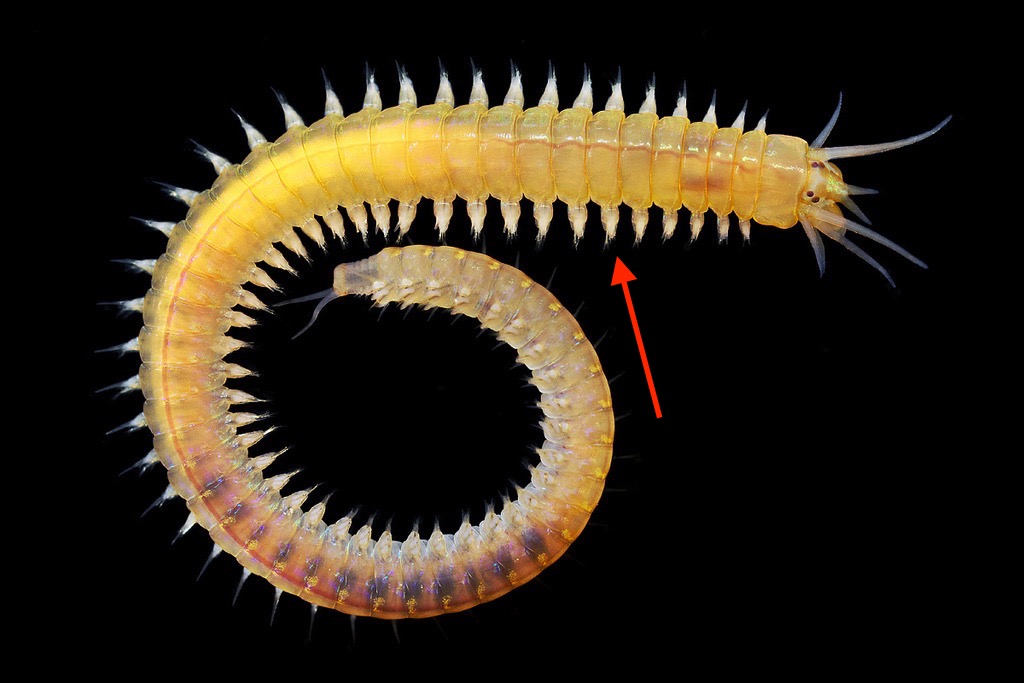 <ol><li><p>What is the name of this organism?</p></li><li><p>Which phylum does it belong to?</p></li><li><p>Which clade does it belong to?</p></li><li><p>What is the structure being pointed at?</p></li></ol><p></p>