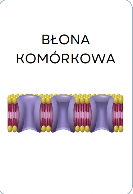<p>BŁONA KOMÓRKOWA</p>