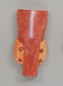 <p>Parathyroid glands</p>
