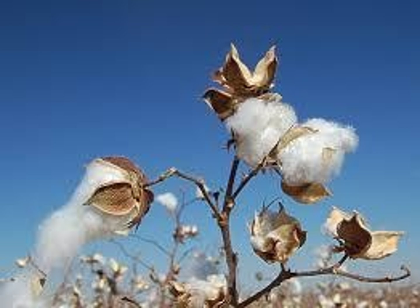 <p>Cotton is used for clothing, plastics, and papers.</p>