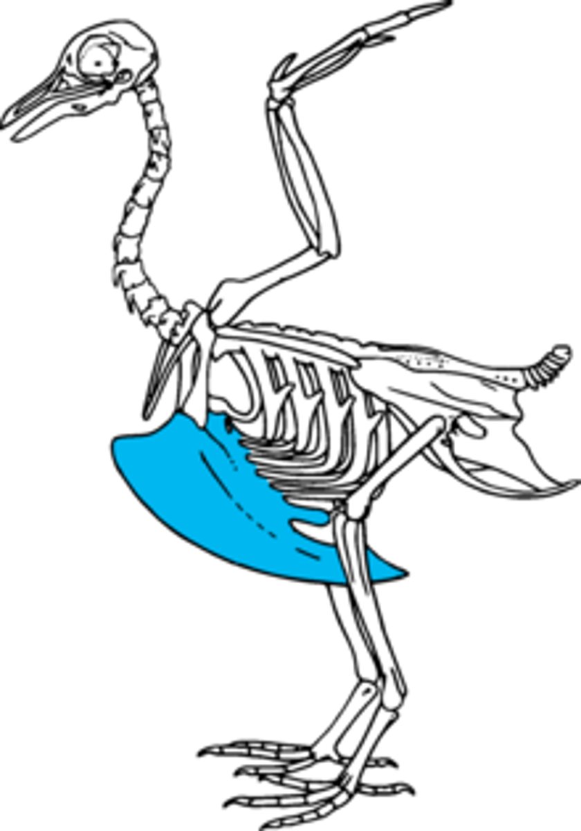 <p>this is a prominent, blade-shaped ridge on the sternum (breastbone) of birds, serving as an anchor for powerful flight muscles</p>