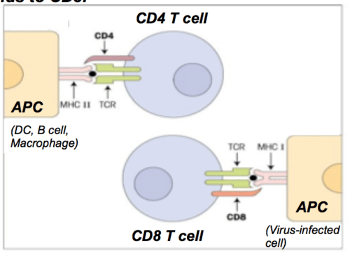 <p>coreceptor on helper T cells that accepts antigens from MHC II</p>