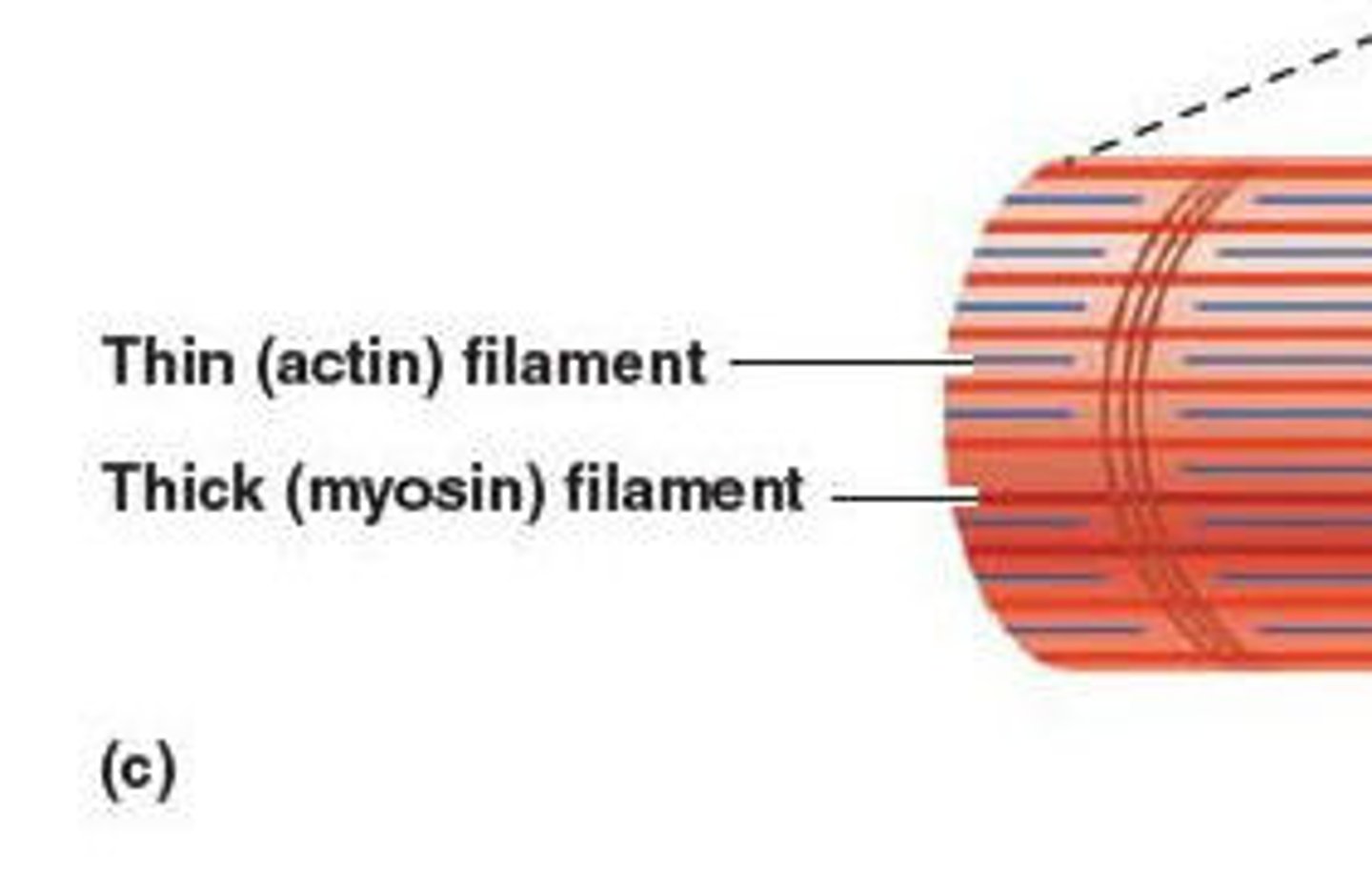 <p>-Myofilament</p><p>-Thin protein fillaments</p><p>-Slide during contraction</p><p>-Arranged in repeating units called SARCOMERES</p>