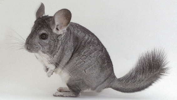<p>Chinchilla</p>