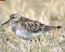 <p><span><span>Calidris melanotos </span></span></p>