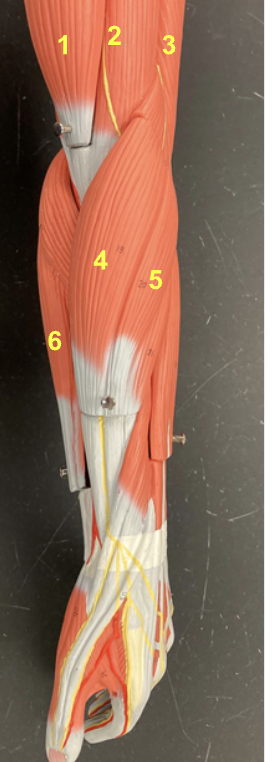 <p>Name all 6 of these muscles. * this is the lateral view of the forearm </p>