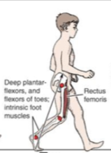 elastic recoil of plantar flexors leading to hip flexion
-adductor longus assisting in frontal plane
-rectus femoris in some people