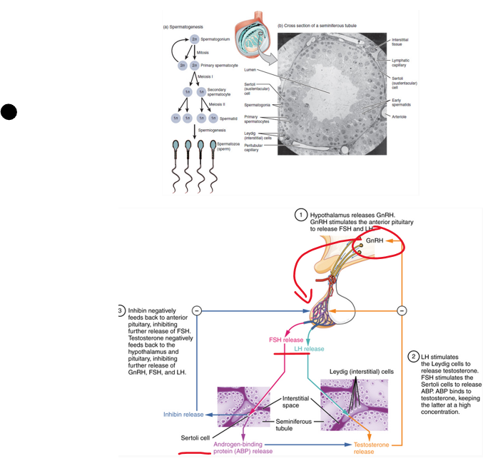 <p>_________cells - seminiferous tubule</p><p>•Stimulated by FSH (follicle stimulating hormone)</p><p>•Supporting cells of <strong><em>germ cells</em></strong></p><p>•Cells form a ring (Sertoli cell barrier) -an arrangement ideal for the conditions necessary for germ cell development</p>