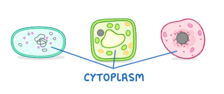 <p>what is the role of the <strong>cytoplasm?</strong> (and what is it?)</p>
