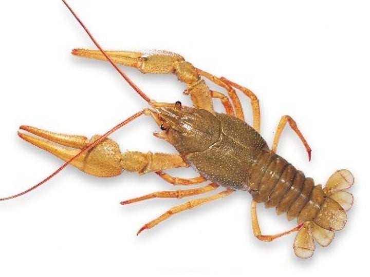 <p>phylum that includes animals with jointed appendages and an exoskeletion</p>
