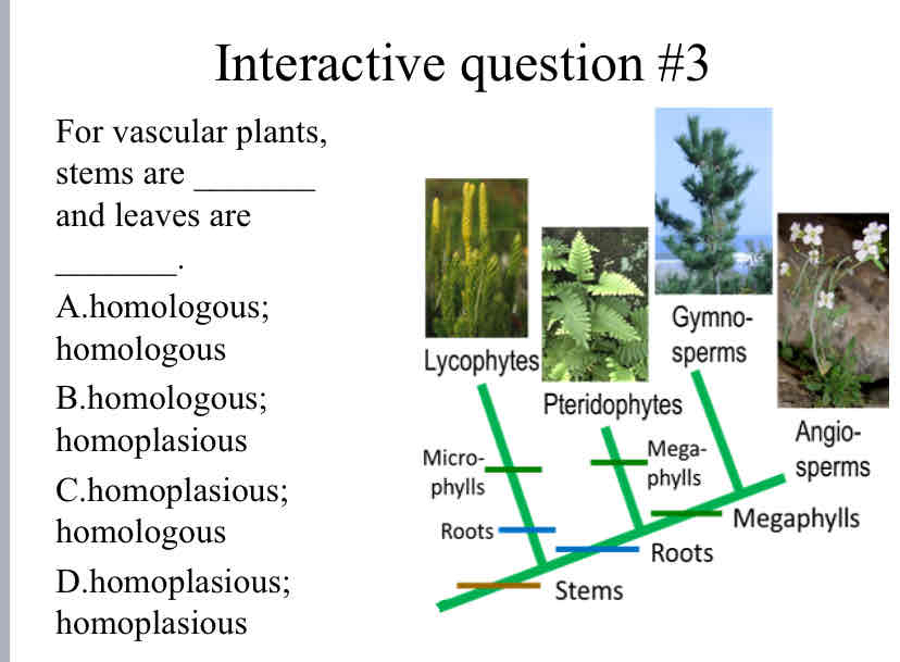 <p>Practice Question (<em><span style="color: green">Plant Phylogeny</span></em>) - For vascular plants, stems are _______ and leaves are</p>