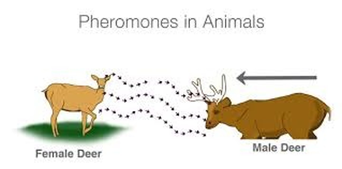 <p>chemical signals released by an animal that communicate information and affect the behavior of other animals of the same species</p>
