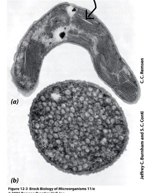 <p>In the<strong> <mark data-color="green" style="background-color: green; color: inherit;">intracytoplasmic membranes within invaginations</mark></strong></p><p><strong>Pigment levels<u> increased</u> when light decreases.</strong></p>
