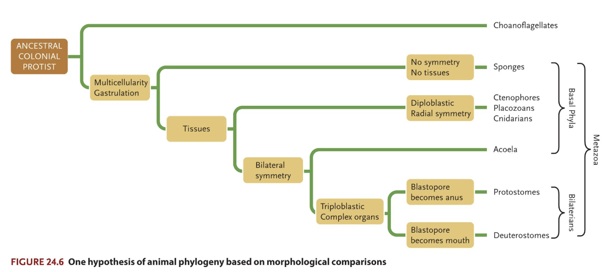 <p>An animal phylum is a major monophyletic group originally distinguished by a unique basic body plan</p>