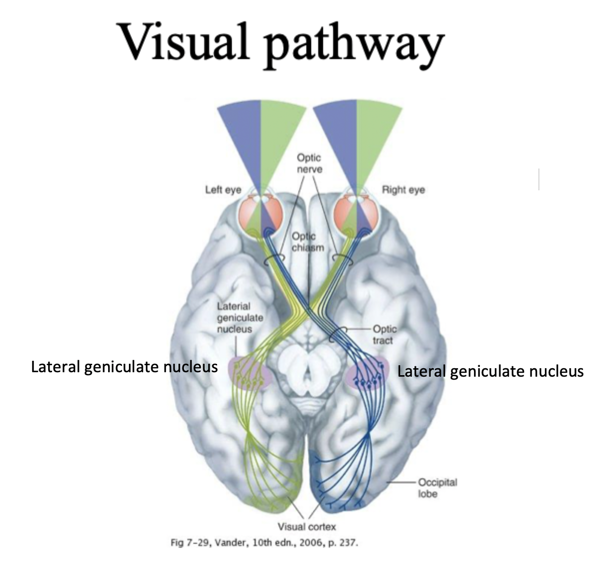 <p>Nasal retina, temporal reina, lateral geniculate nucleus </p>
