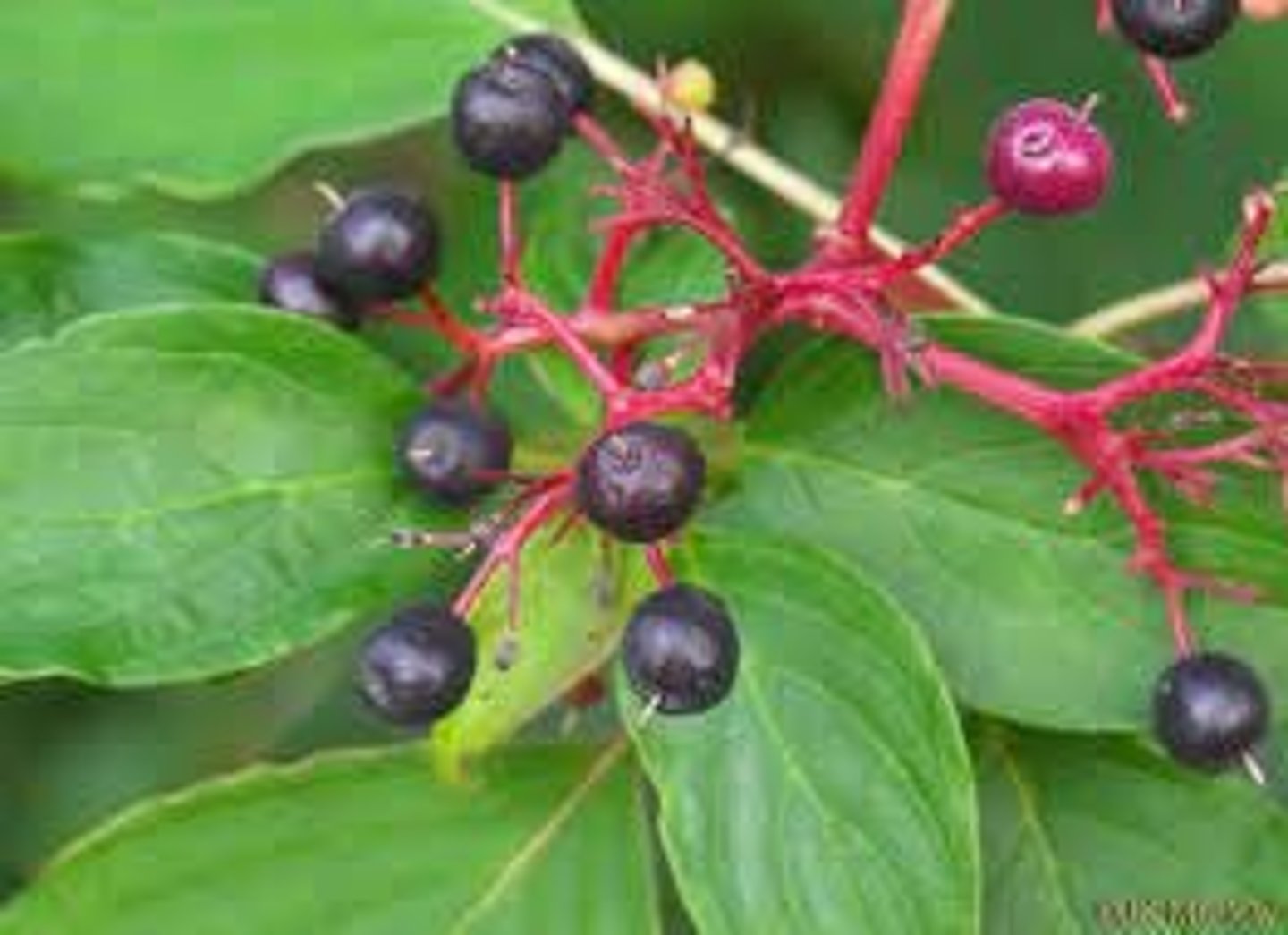 <p>red infructescence, black berry, small green buds, more undulate than Siebold viburnum</p>