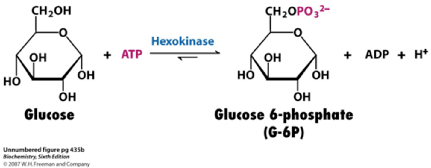 <p>glucose -&gt; g6p</p>