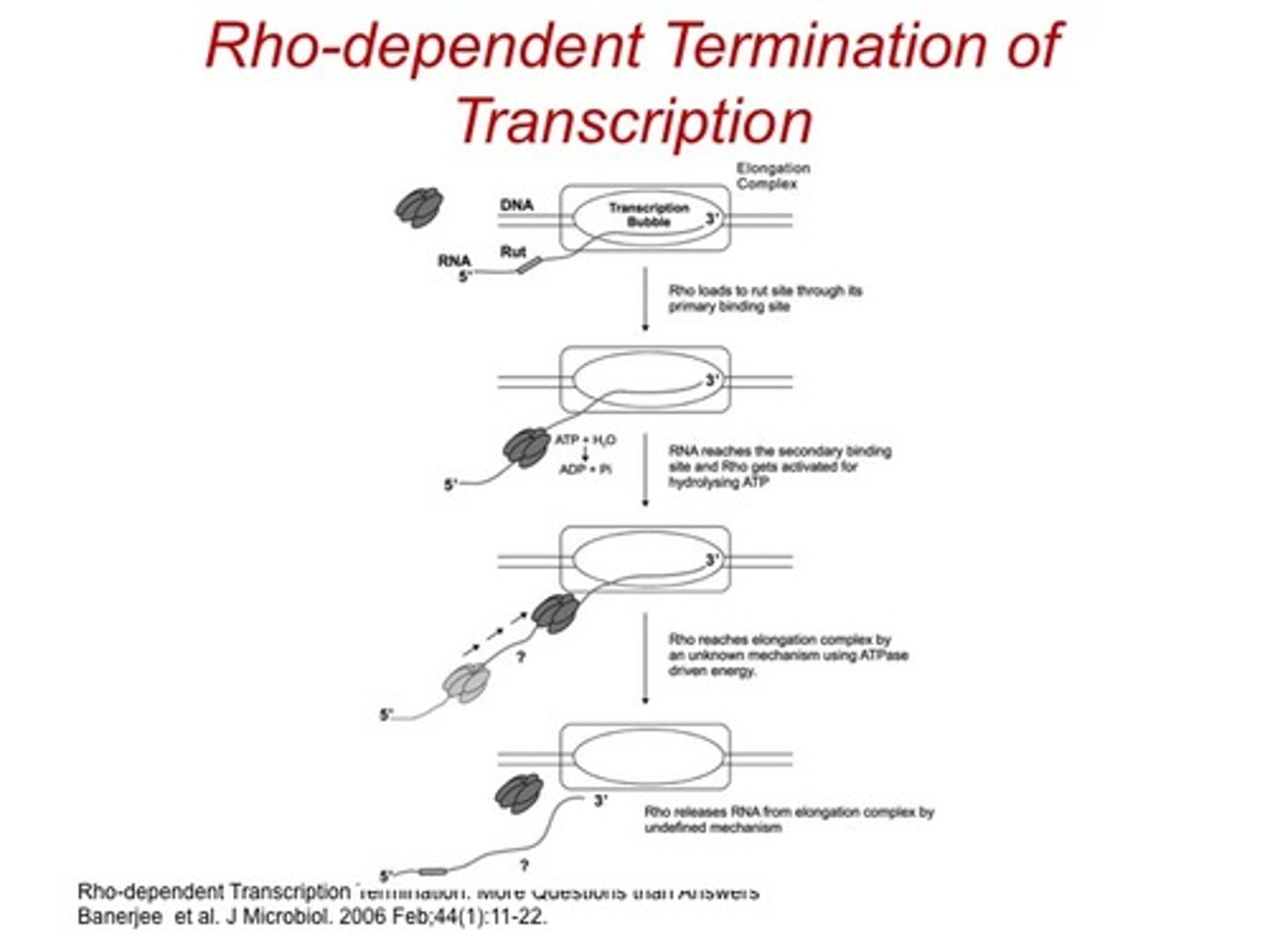 <p>-relies on protein called Rho</p><p>-strong pause site at 3' end of the gene</p><p>-sequence specific</p>
